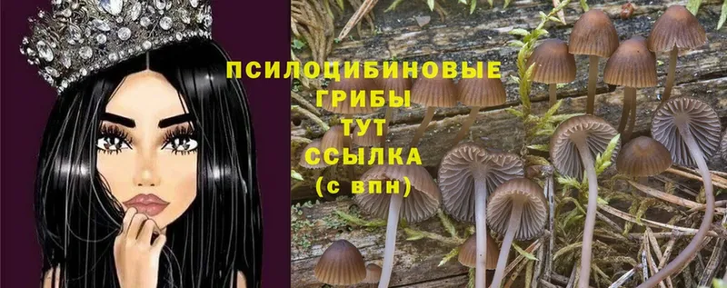 darknet какой сайт  Глазов  Галлюциногенные грибы Cubensis 